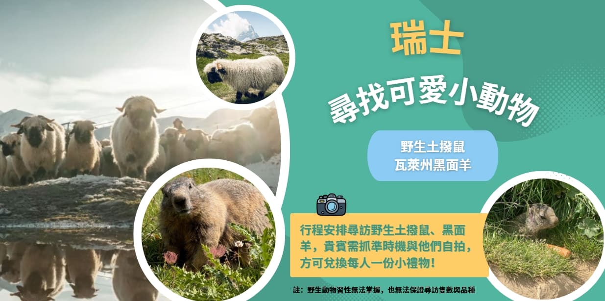 瑞士尋找可愛小動物